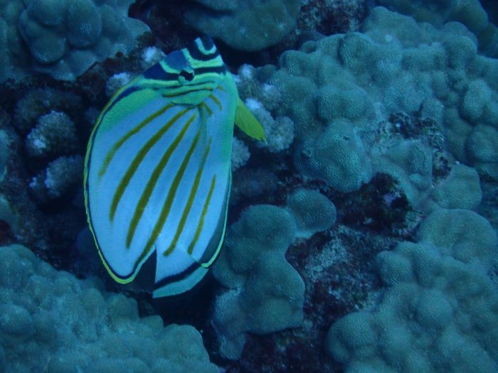 Chaetodon ornatissimus