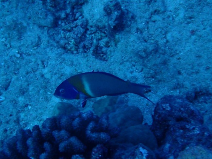 Thalassoma duperrey