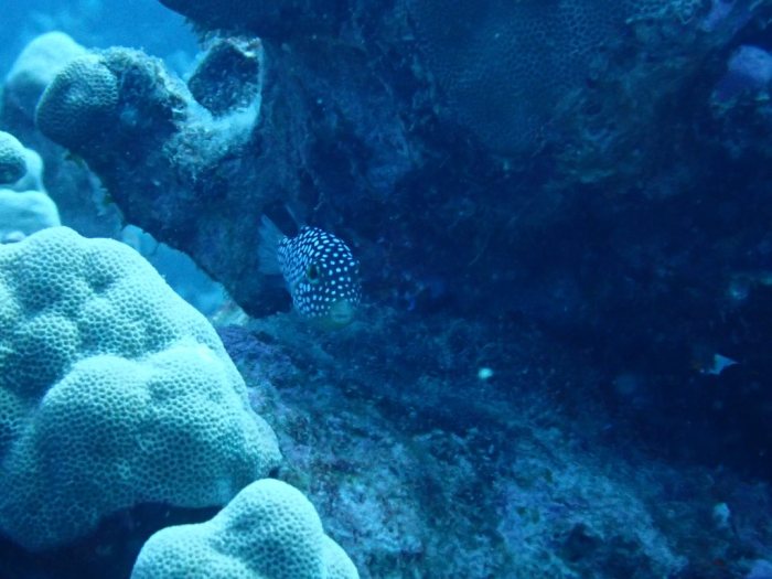 Canthigaster jactator