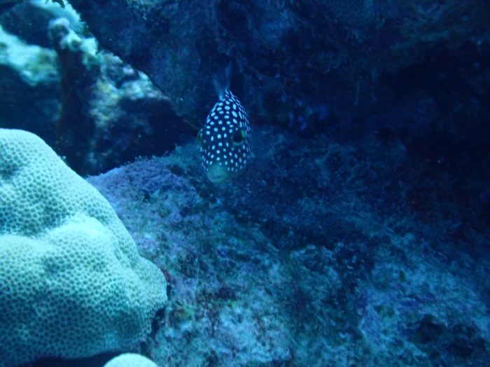 Canthigaster jactator