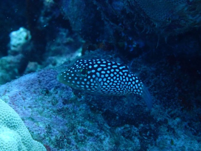 Canthigaster jactator