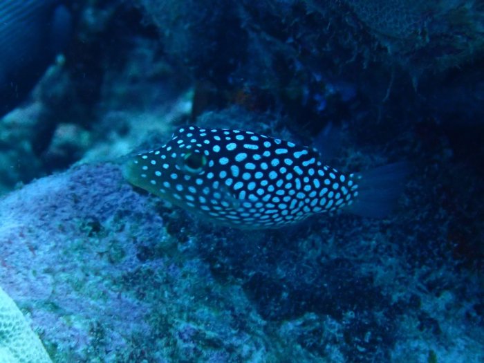 Canthigaster jactator