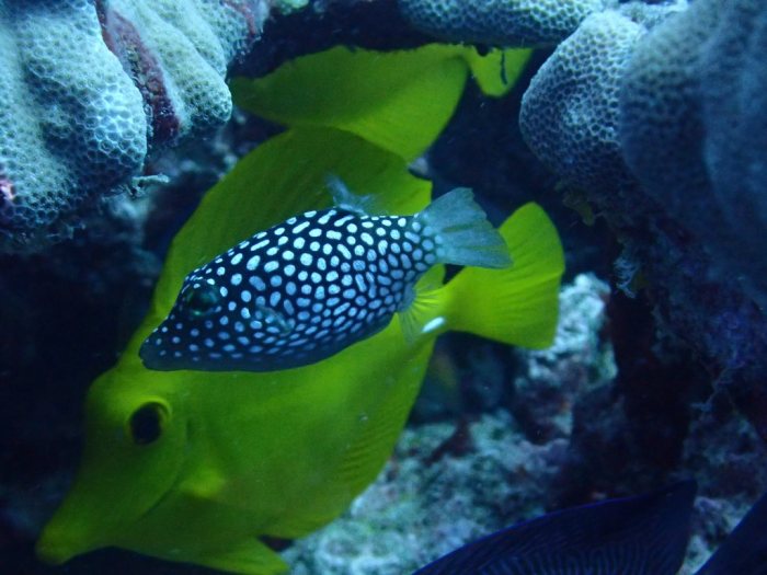 Canthigaster jactator