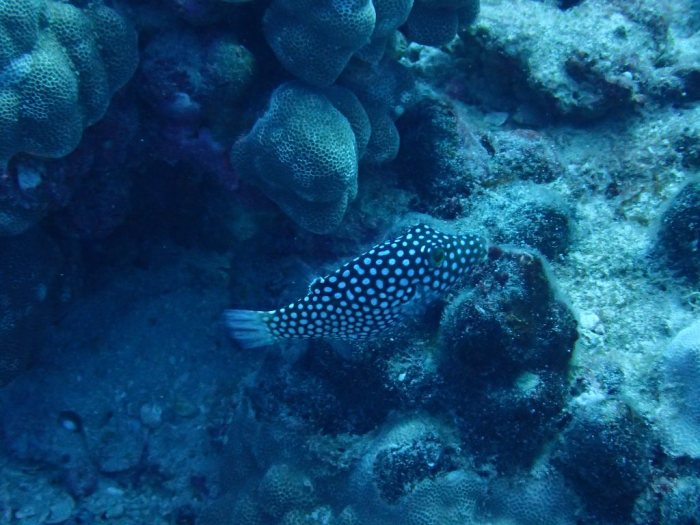 Canthigaster jactator