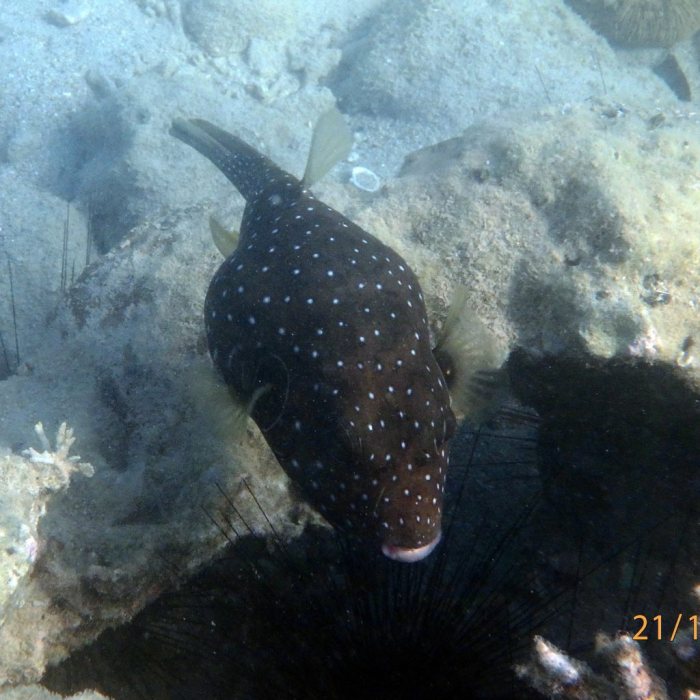 Arothron hispidus