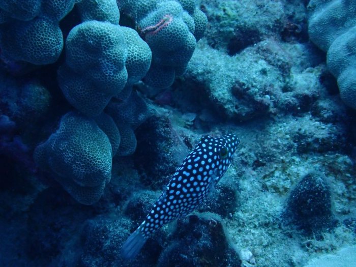 Canthigaster jactator