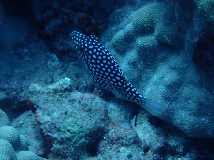 Canthigaster jactator