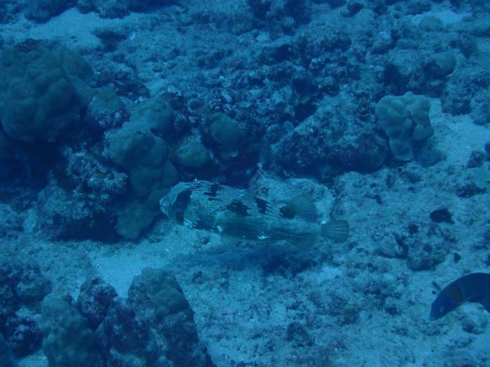Diodon hystrix