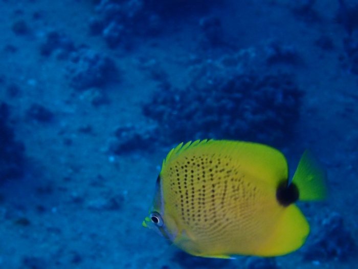Chaetodon miliaris