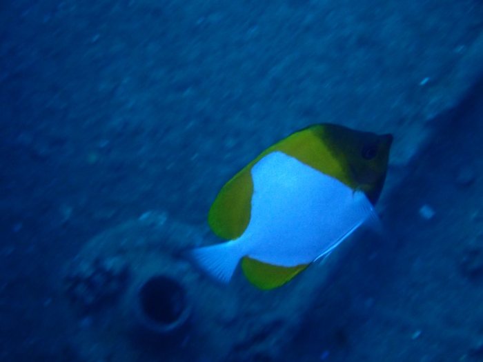 Hemitaurichthys polylepis