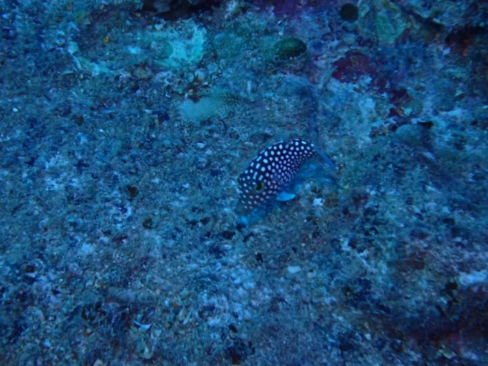 Canthigaster jactator