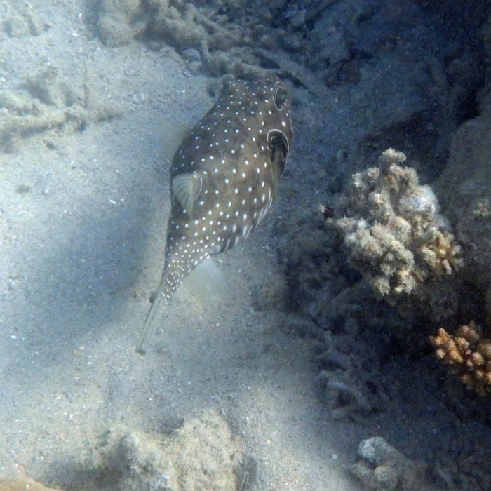 Arothron hispidus