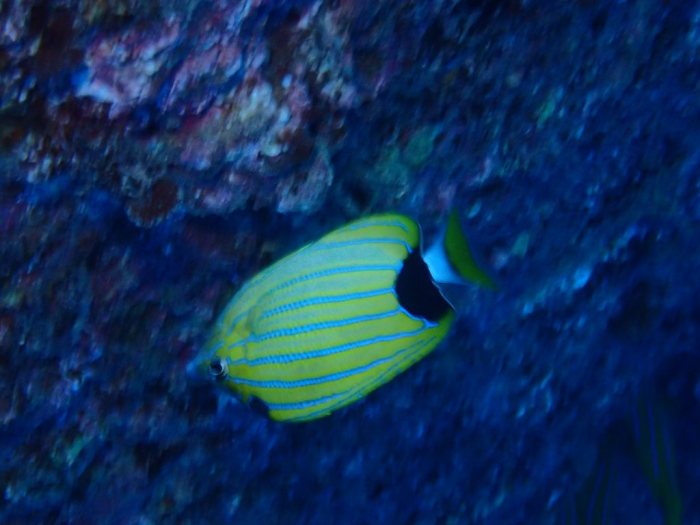 Chaetodon fremblii