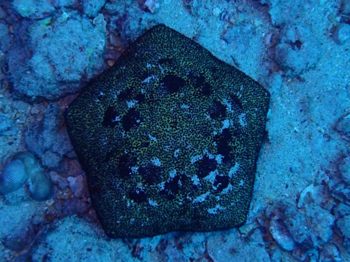 Culcita novaeguineae