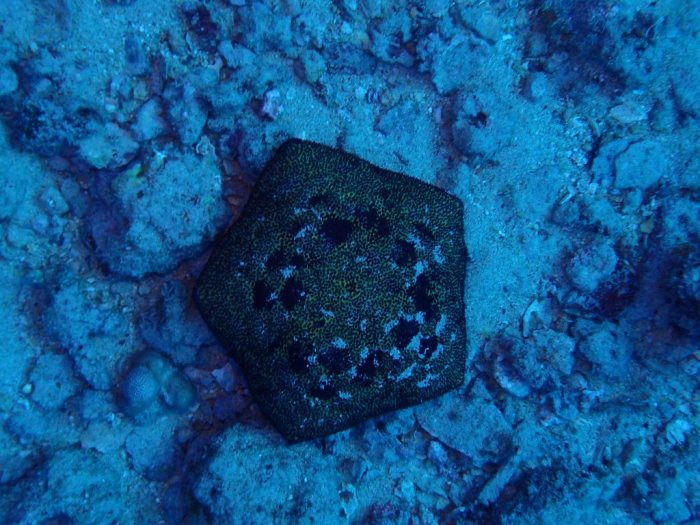 Culcita novaeguineae