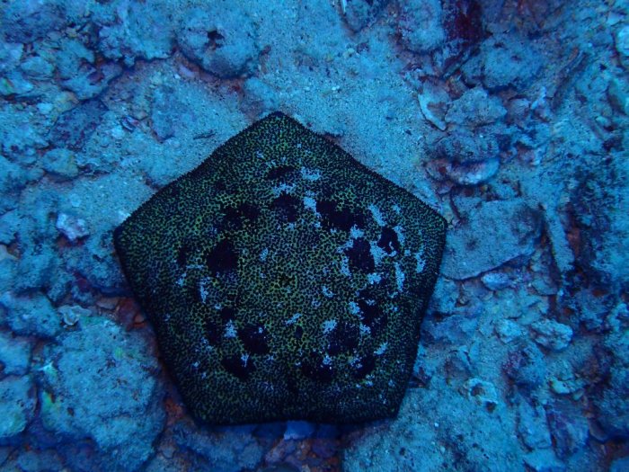Culcita novaeguineae