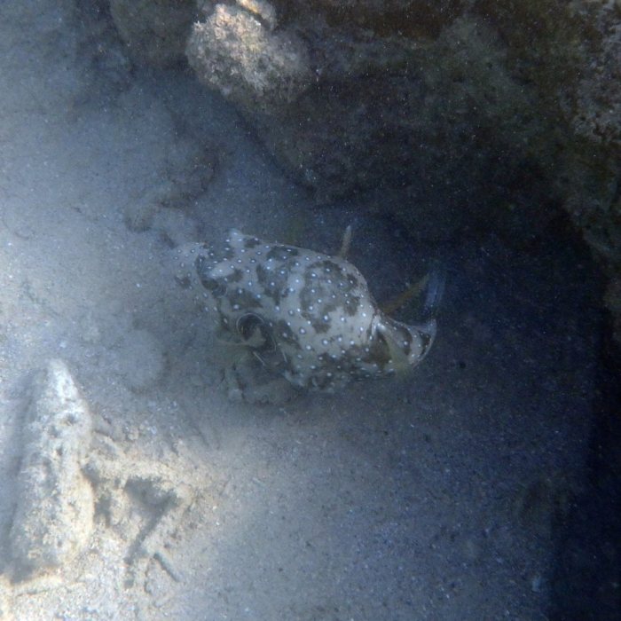 Arothron hispidus