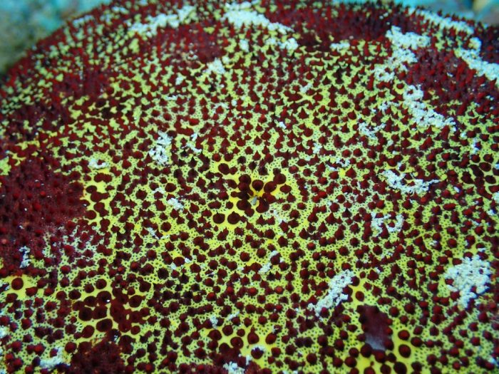 Culcita novaeguineae