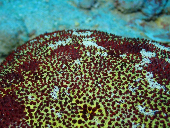 Culcita novaeguineae