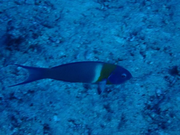 Thalassoma duperrey