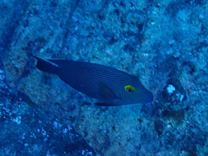 Ctenochaetus strigosus