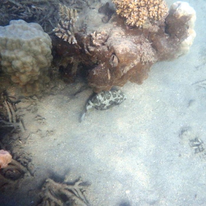Arothron hispidus