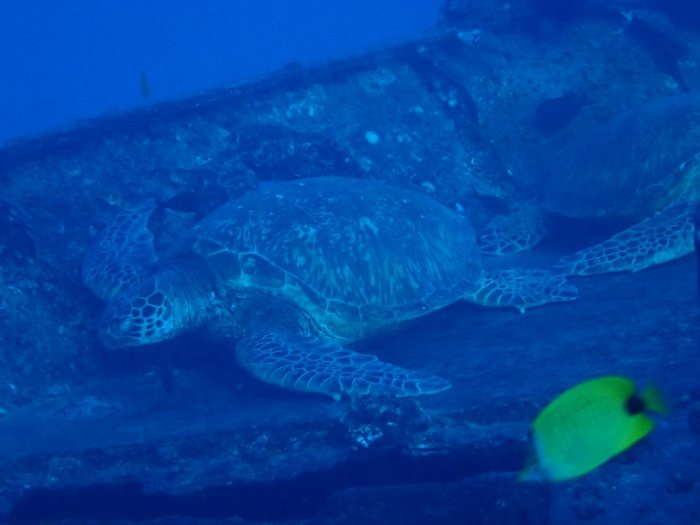 Chelonia mydas (tortue verte)