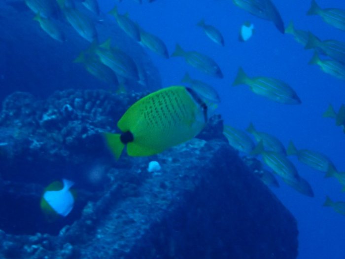 Chaetodon miliaris