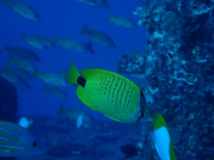 Chaetodon miliaris