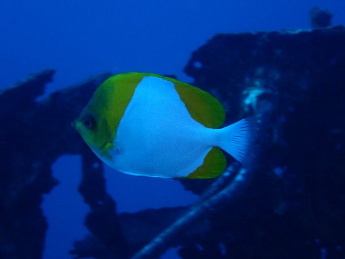 Hemitaurichthys polylepis