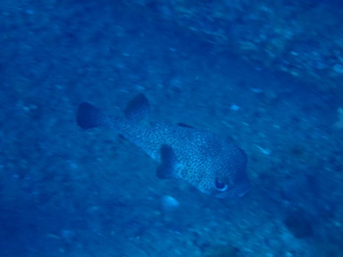 Diodon hystrix
