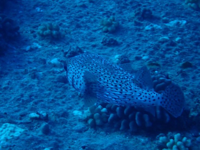 Diodon hystrix