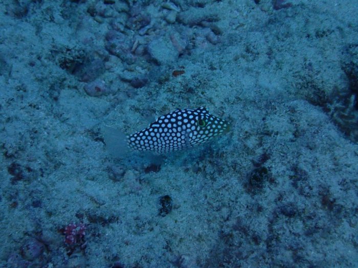 Canthigaster jactator