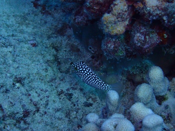 Canthigaster jactator