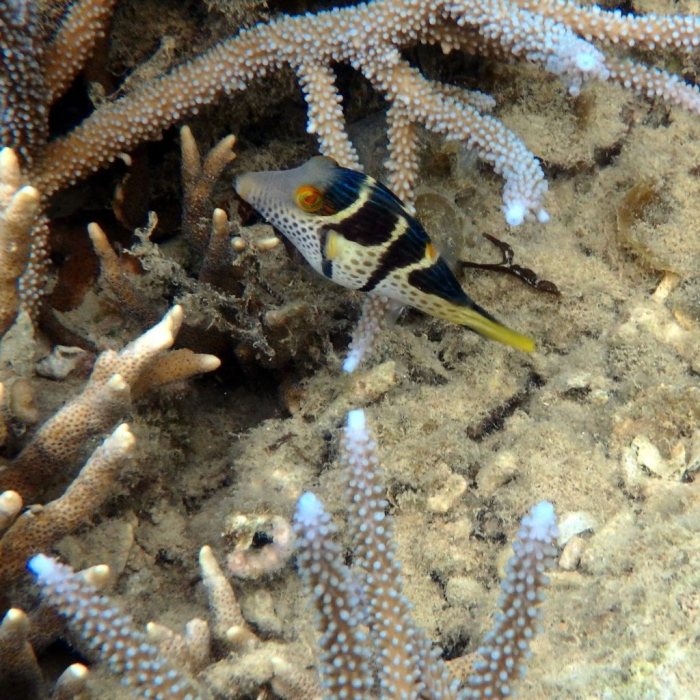 Canthigaster valentini