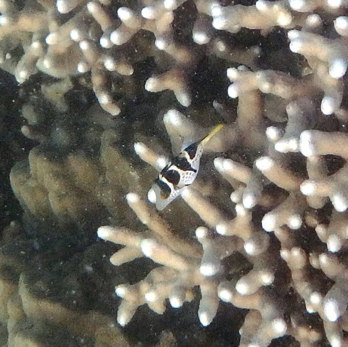 Canthigaster valentini