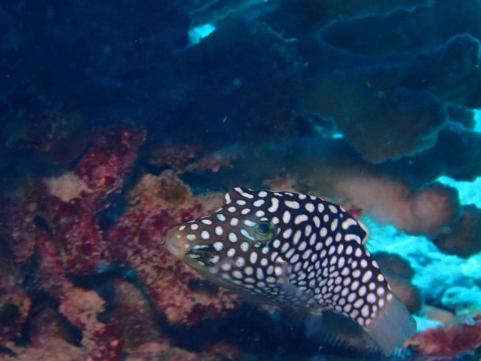 Canthigaster jactator