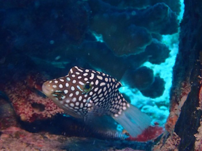 Canthigaster jactator