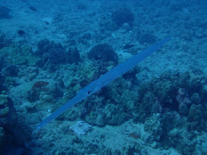 Fistularia commersonii
