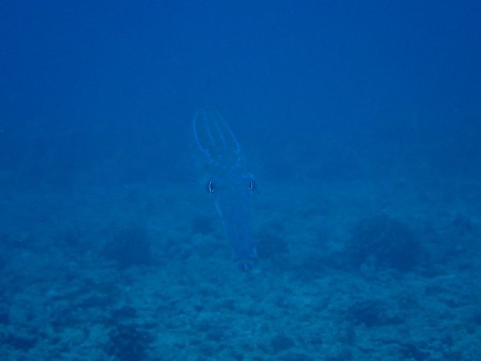 Fistularia commersonii