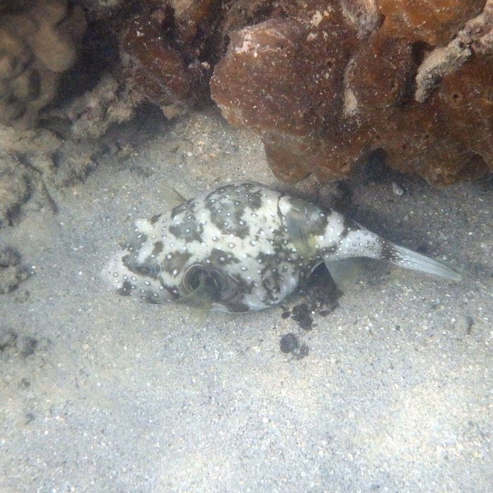 Arothron hispidus