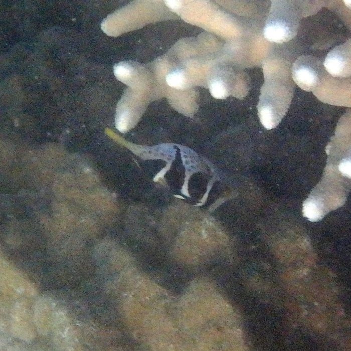 Canthigaster valentini