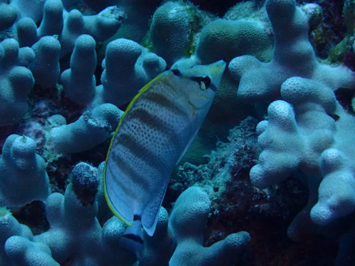 Chaetodon multicinctus