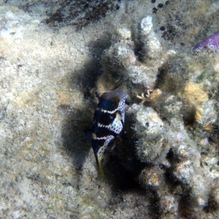 Canthigaster valentini