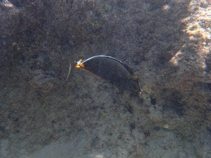 Naso lituratus