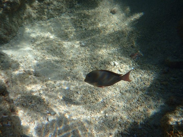 Poisson-chirurgien
