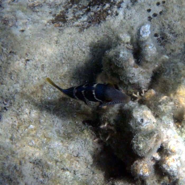 Canthigaster valentini