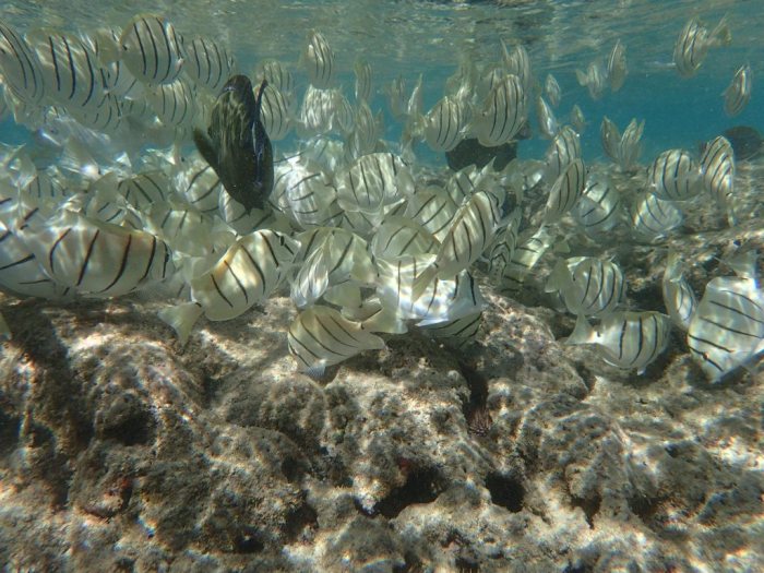 Acanthurus triostegus