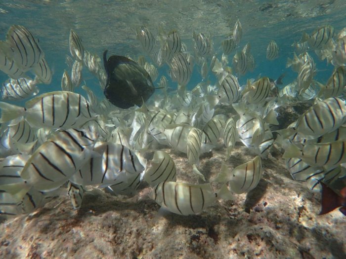 Acanthurus triostegus