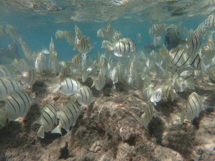 Acanthurus triostegus